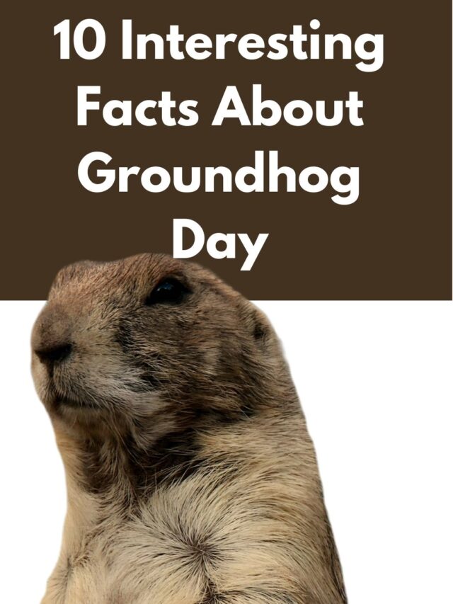 10 Interesting Facts About Groundhog Day - City of Loogootee